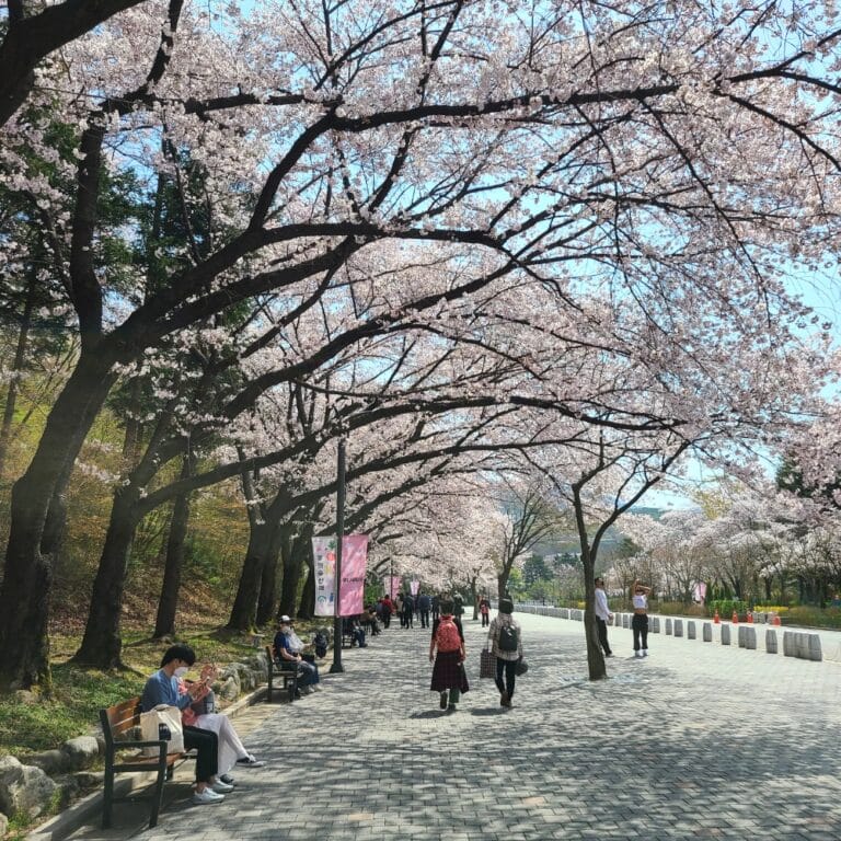 Where To See Cherry Blossoms In Korea 2024: Seoul And Beyond