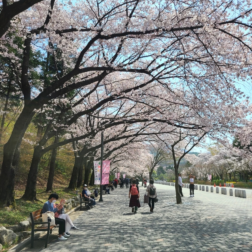 Cherry blossoms at Seoul Grand Park