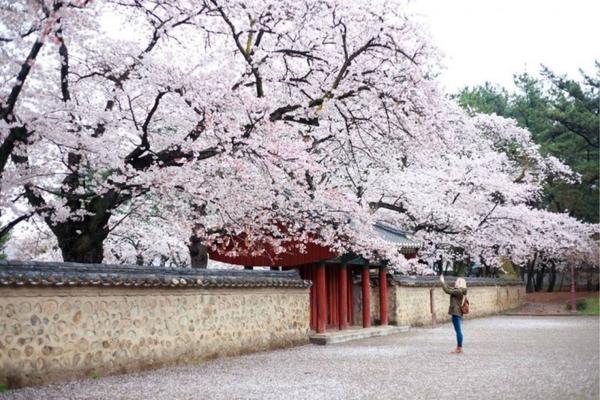 Cherry blossoms in Gyeongju