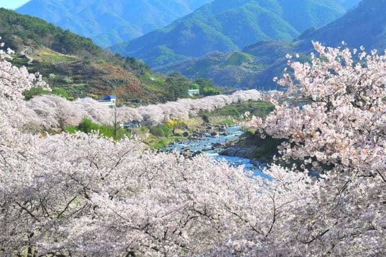 Where To See Cherry Blossoms In Korea 2023 Complete Guide