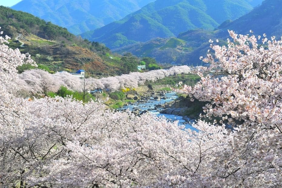 Cherry blossoms in Jirisan National Park, South Korea
