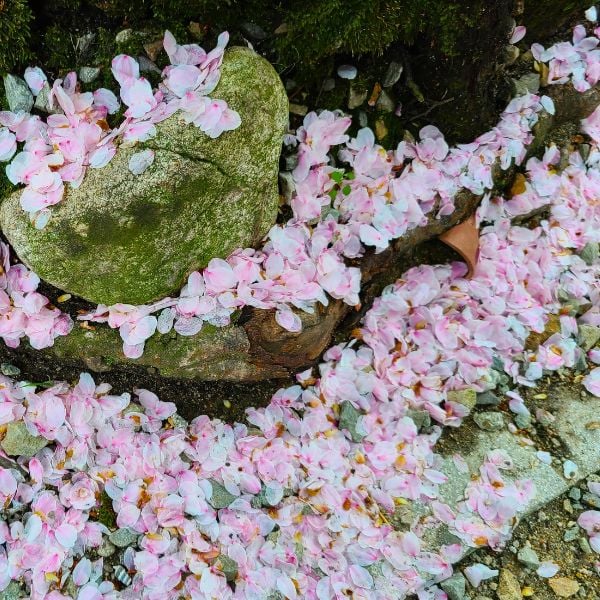 Cherry blossoms on rocks in Korea