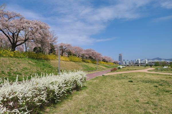 Daejeon Riverside Park with cherry blossoms