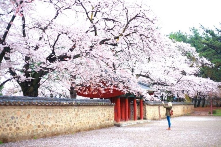Where To See Cherry Blossoms In Korea 2023 Complete Guide