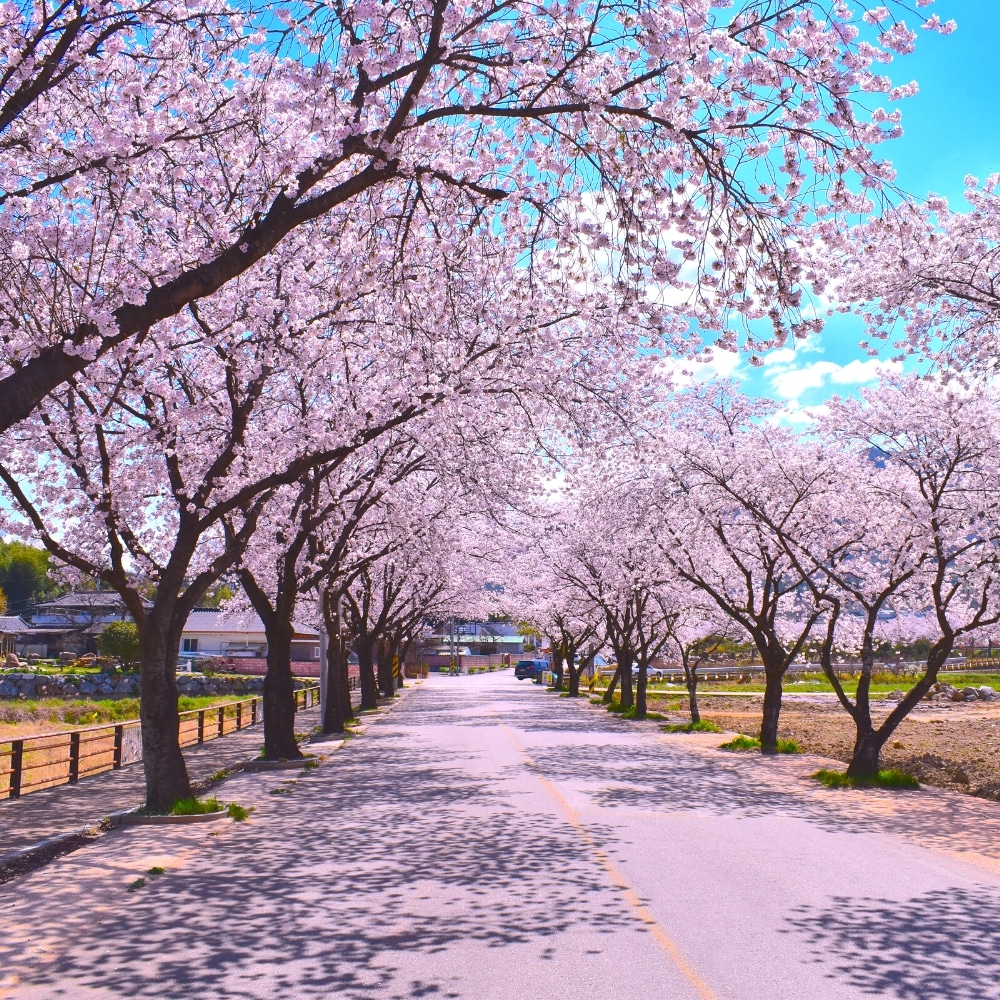 Gyeongpodae Cherry Blossom Festival in Korea