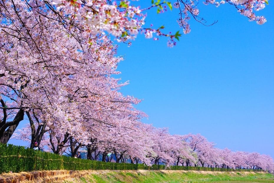 Gyeongpodae Cherry Blossom Festival