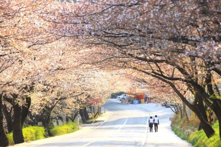 Where To See Cherry Blossoms In Korea 2023 Complete Guide