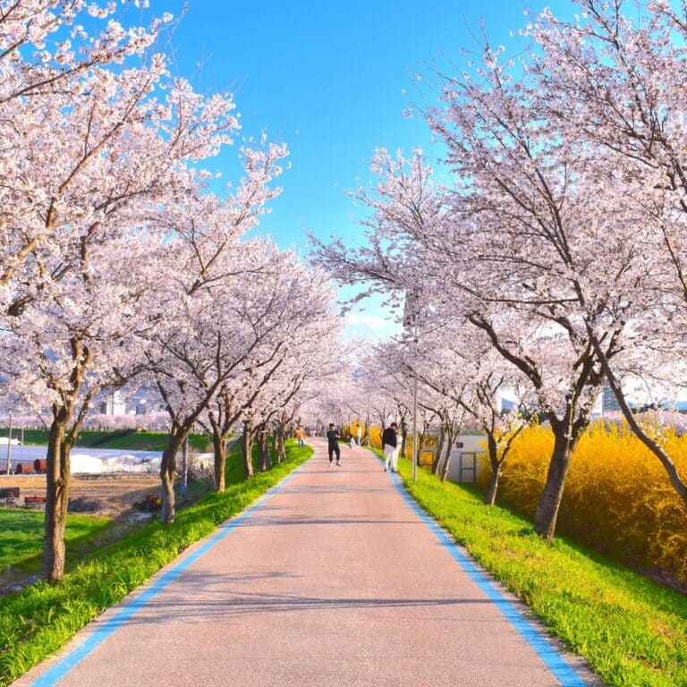 Best Korean Spring Festivals 2024: Nature, Culture, Blossoms