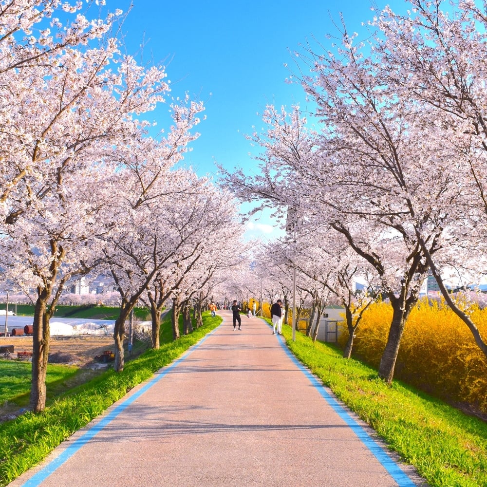 Hwagae Market Cherry Blossom Festival in Korea