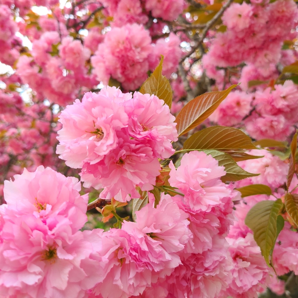 Jeju King Cherry Blossom Festival in Korea
