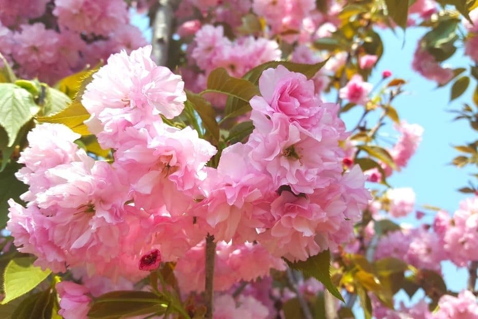 Jeju’s King Cherry Blossom Festival