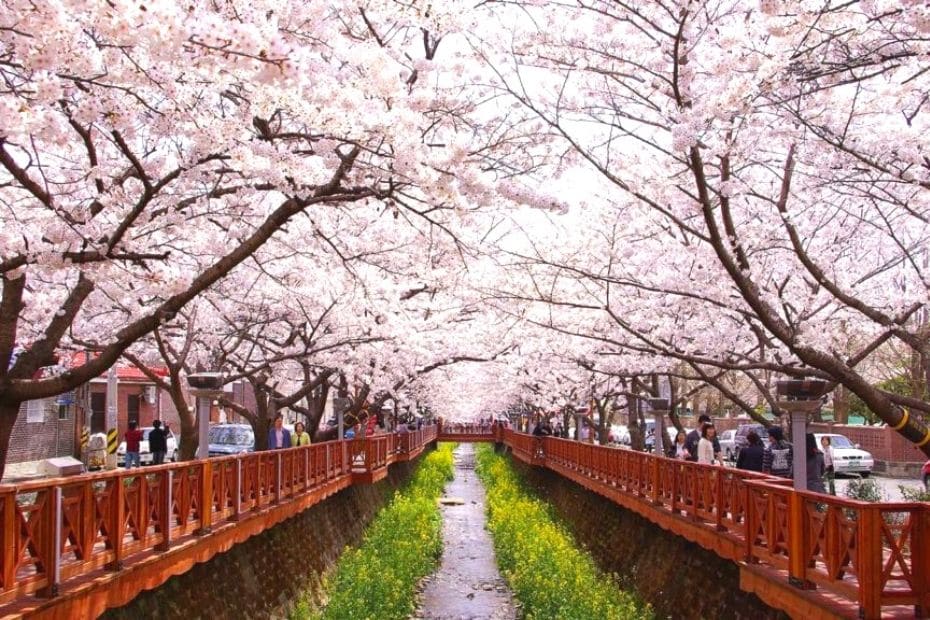 Jinhae Gunhangje Cherry Blossom Festival River view