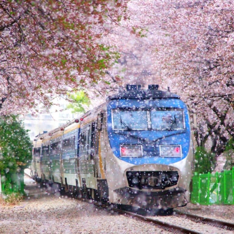 Where To See Cherry Blossoms In Korea 2024 Seoul & Beyond