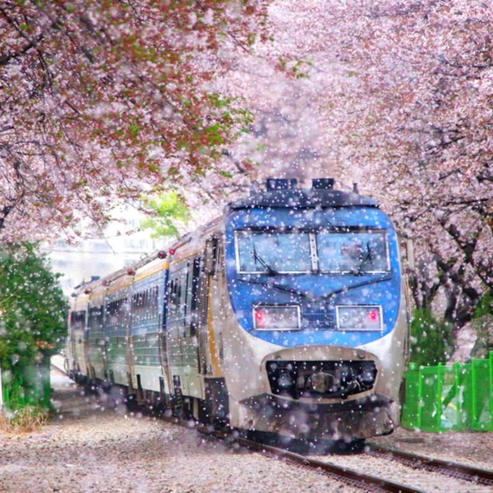Jinhae Gunhangje Cherry Blossom Festival in Korea