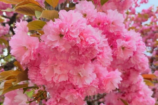 King cherry blossoms on Jeju Island