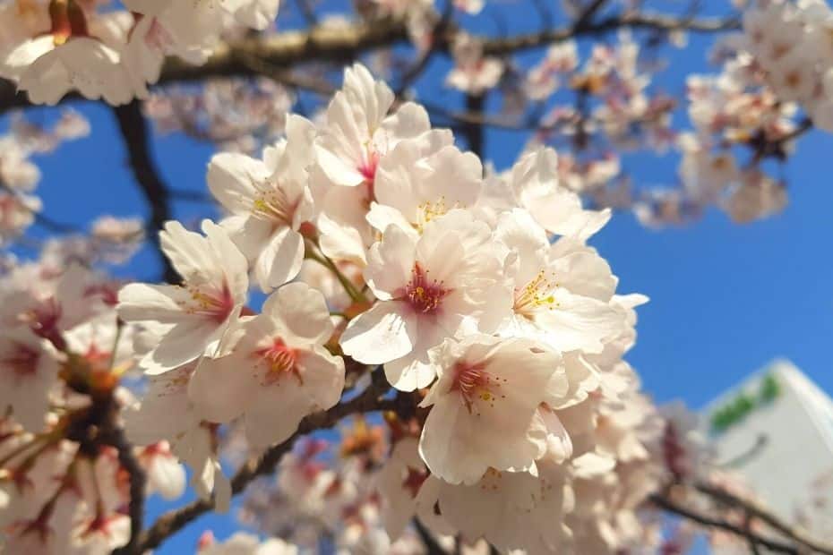 Korean cherry blossoms