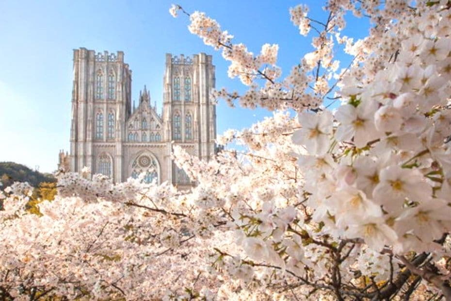 Kyunghee University Campus with cherry blossoms