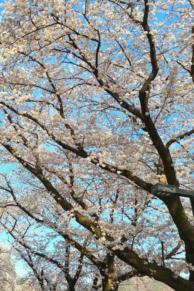 Large cherry blossom tree in Korea