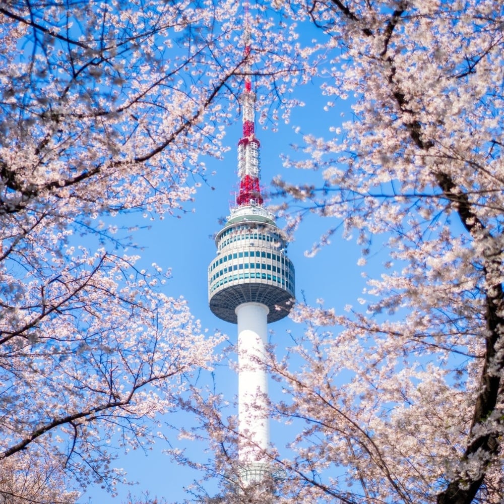 N Seoul Tower With Cherry Blossoms