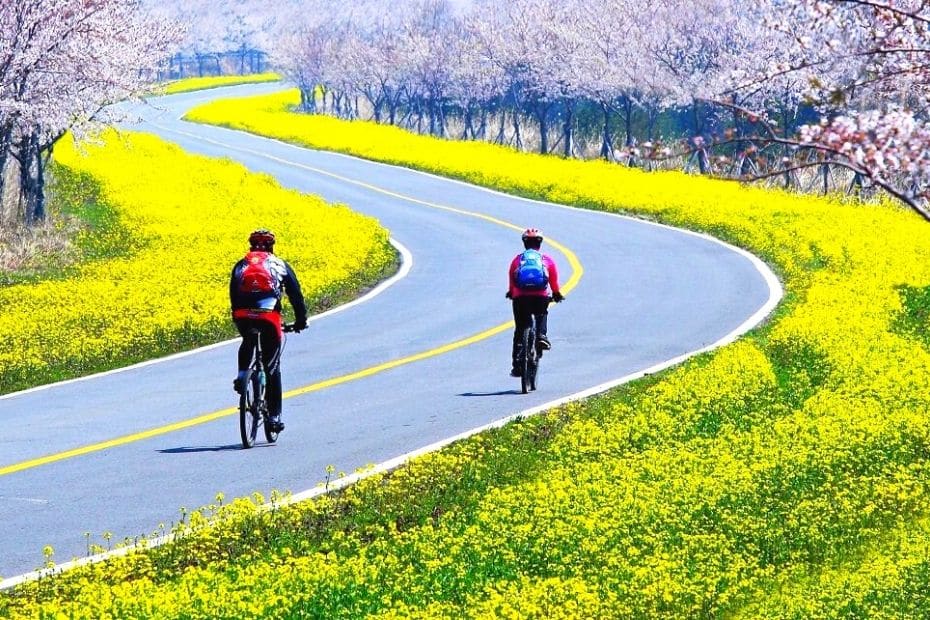 Noksan-ro Road on Jeju Island with cherry blossoms and canola flowers