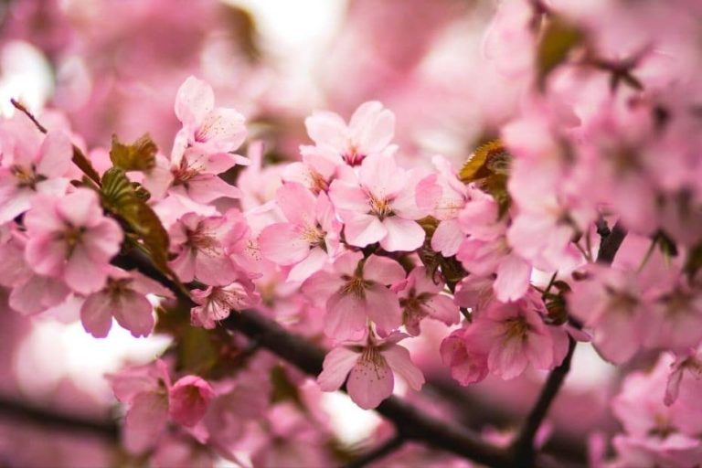 Where To See Cherry Blossoms In Korea: 2023 Complete Guide