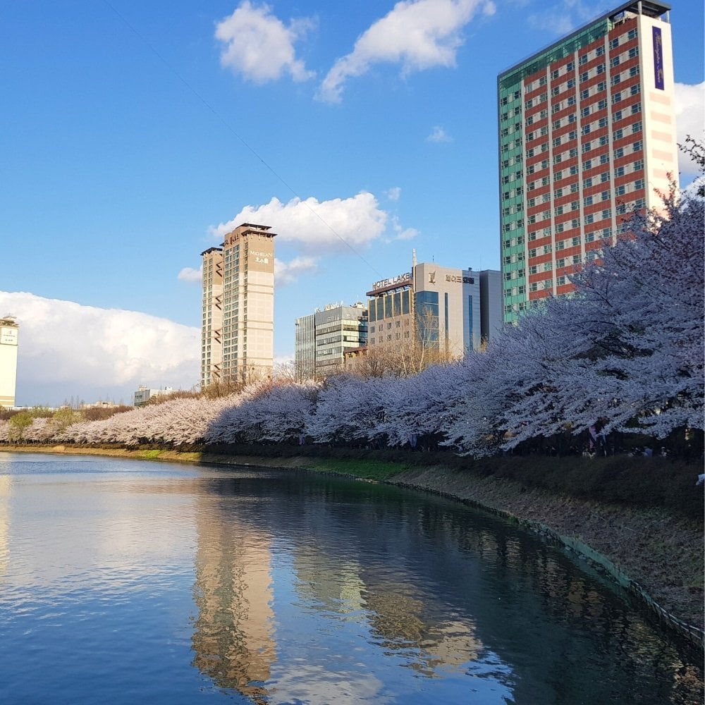 Seokchon Lake Cherry Blossom Festival in Seoul