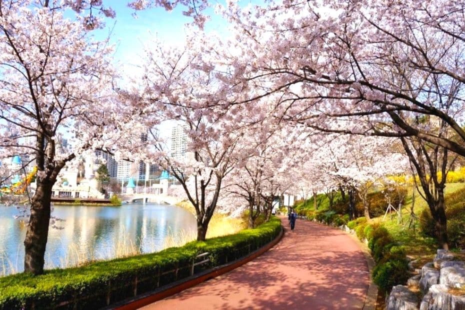 Seokchon Lake Cherry Blossom Festival lake view