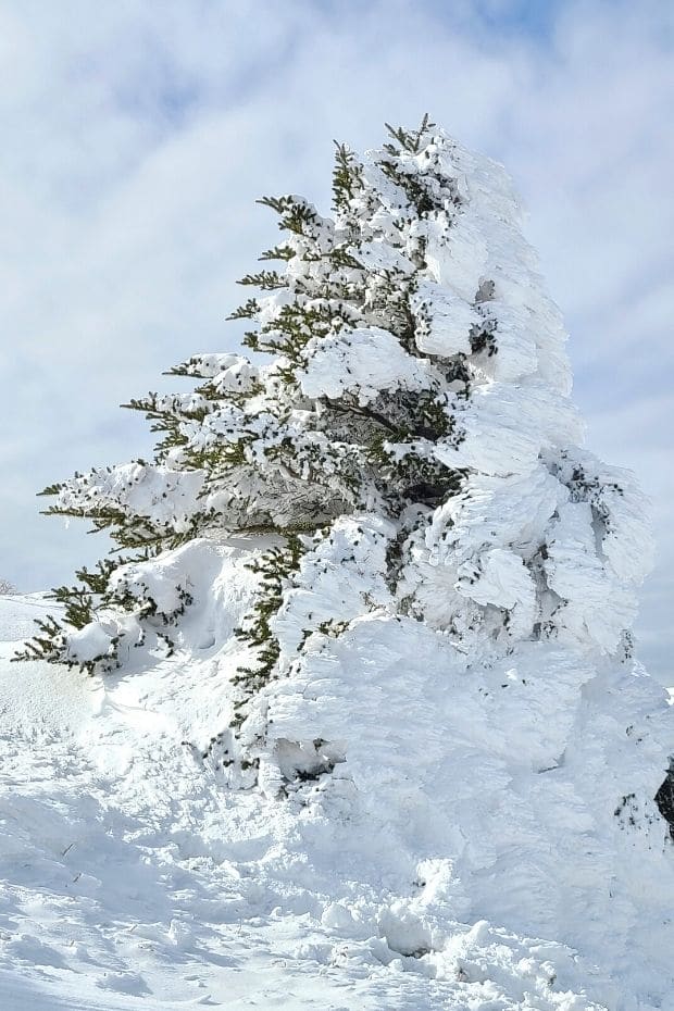 Snow-covered tree on Hallasan Mountain, Jeju Island