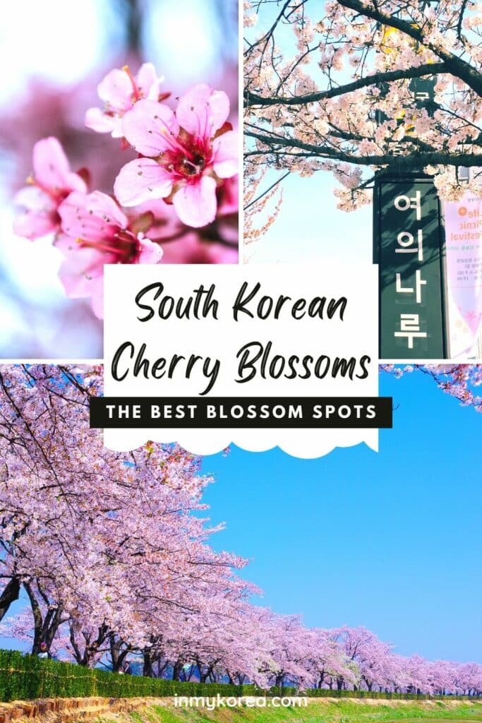 Where To See Cherry Blossoms In Korea 1