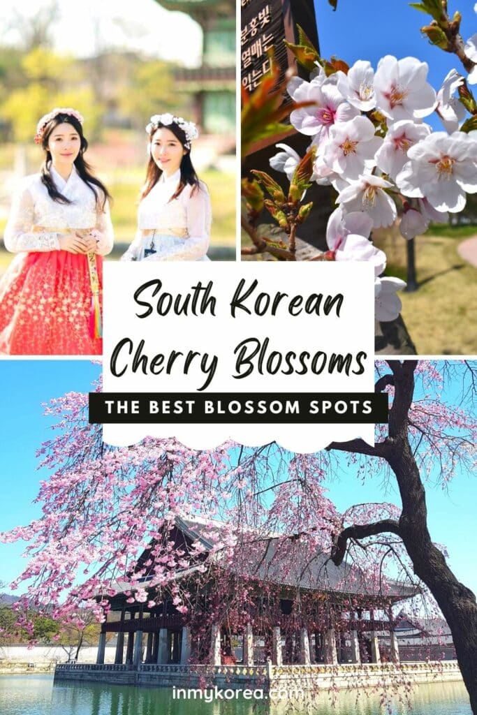 Where To See Cherry Blossoms In Korea 3