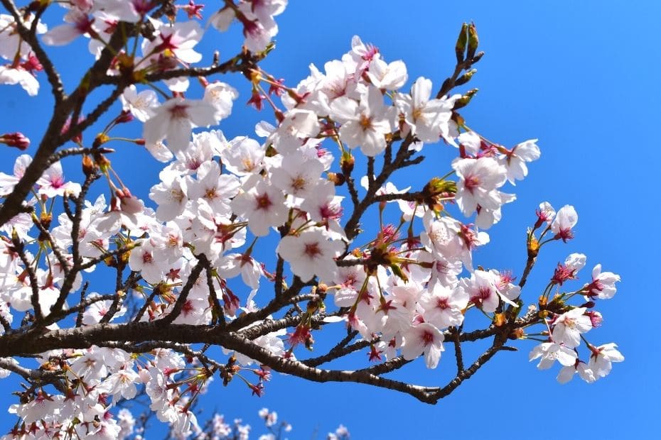 White cherry blossoms against a blue sky