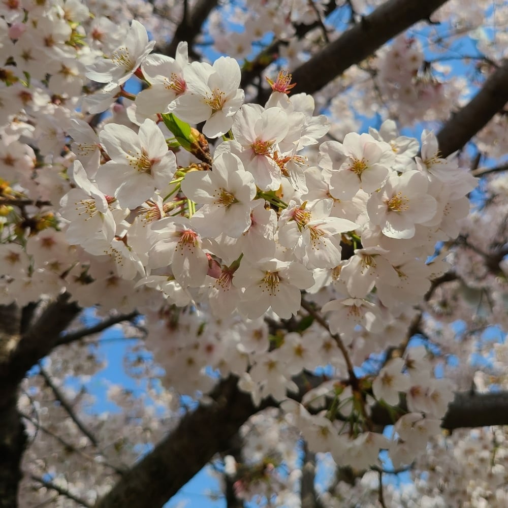 White cherry blossoms in Seoul