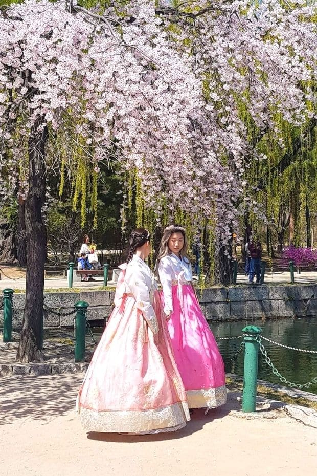 Women in hanbok with cherry blossoms in Seoul's Gyeongbokgung Palace