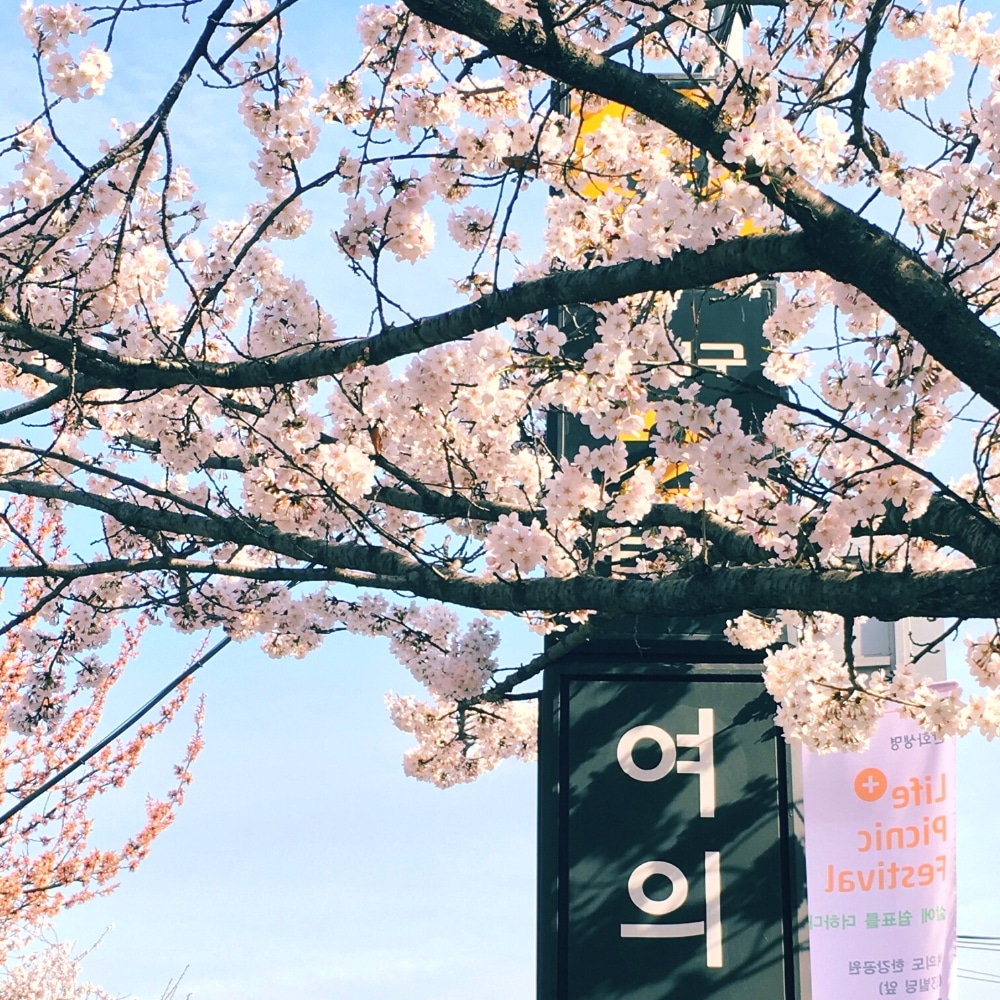 Yeongdeungpo Yeouido Spring Flower Festival In Seoul