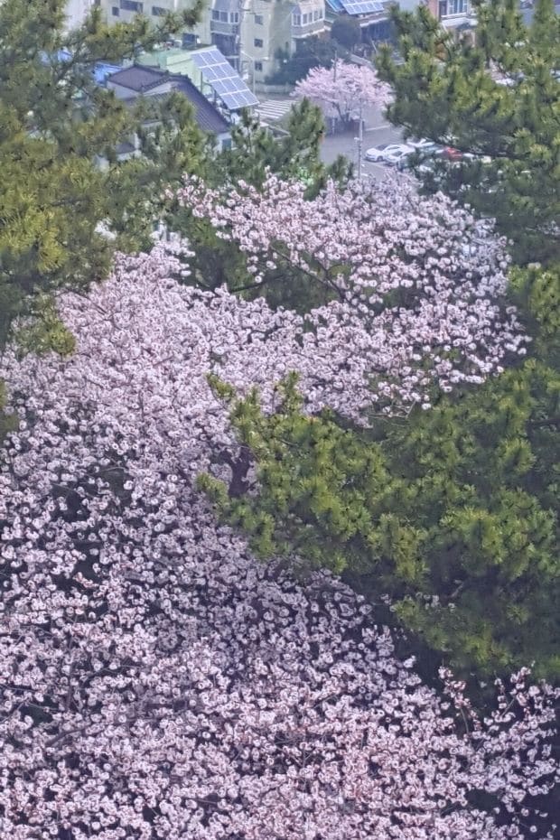 Tide of cherry blossoms in Jinhae, South Korea