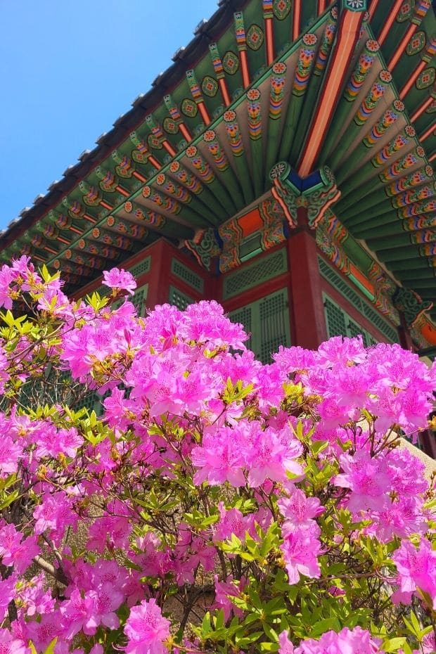 Pink spring flowers in front of traditional Korean palace building