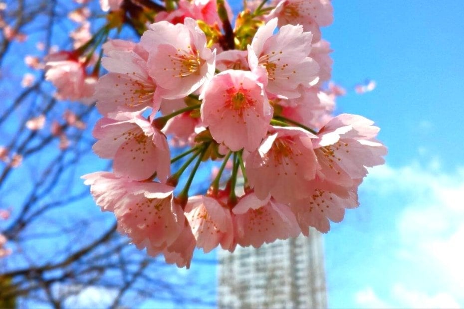 Cherry Blossoms In Korea With blue Sky