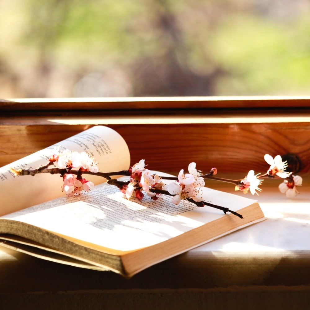 Cherry blossoms on an open book
