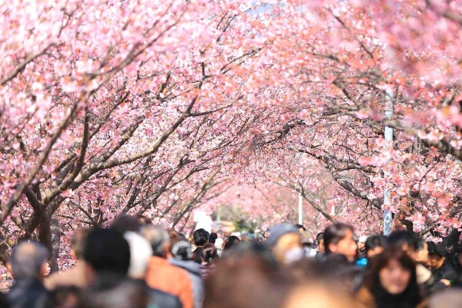 People attending cherry blossom festival in Korea