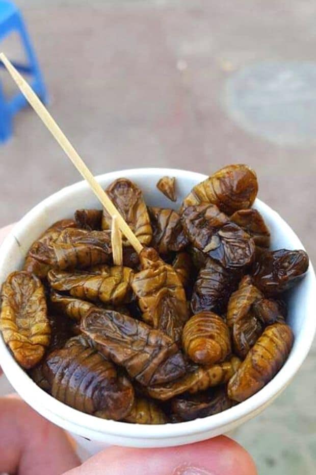 Cup of Beondegi - Roasted Silkworm Larvae in Korea