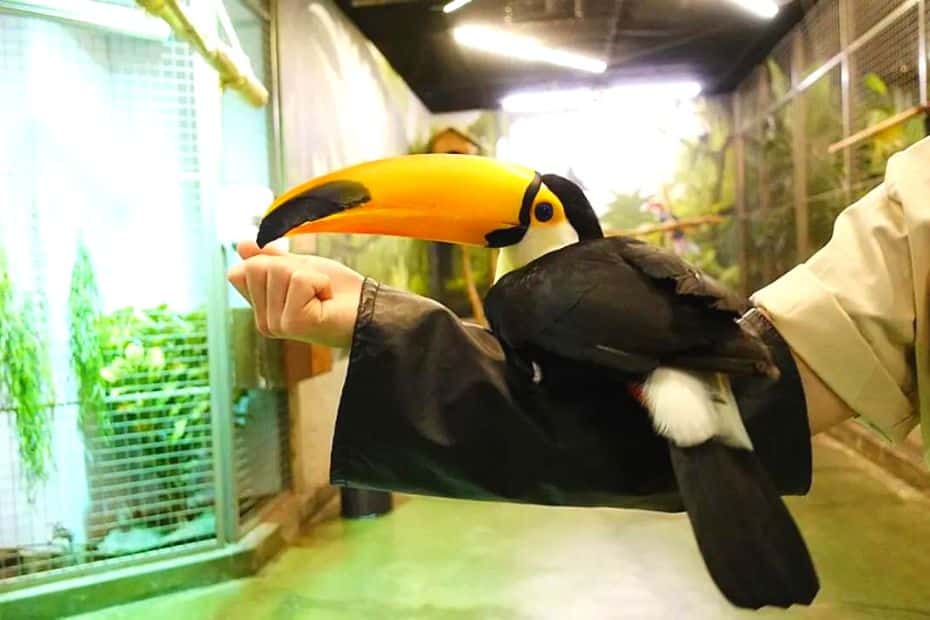 Zoolung Zoolung Toucan On Arm