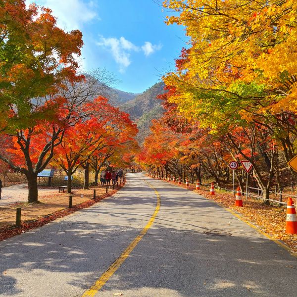 Autumn Foliage Naejangsan Korea