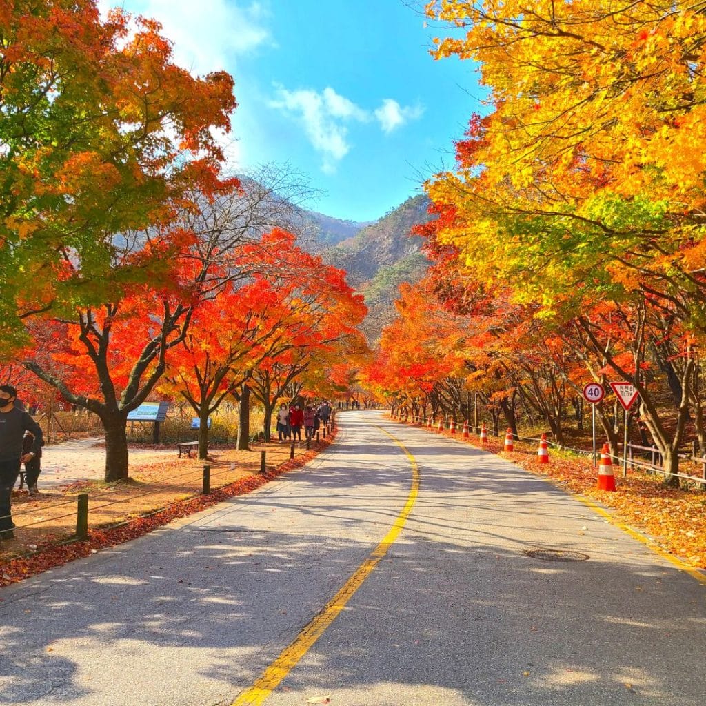 Autumn foliage during October in Korea