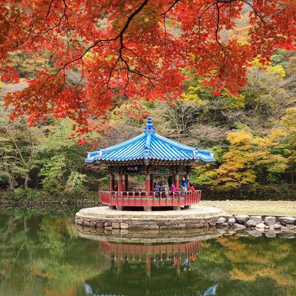 Naejangsan National Park Autumn Leaves