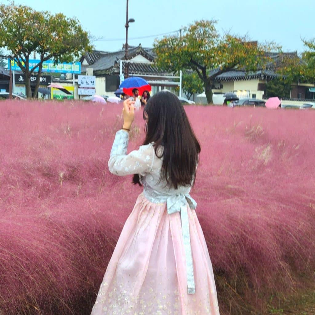 Pink Muhly Grass in Gyeongju Korea