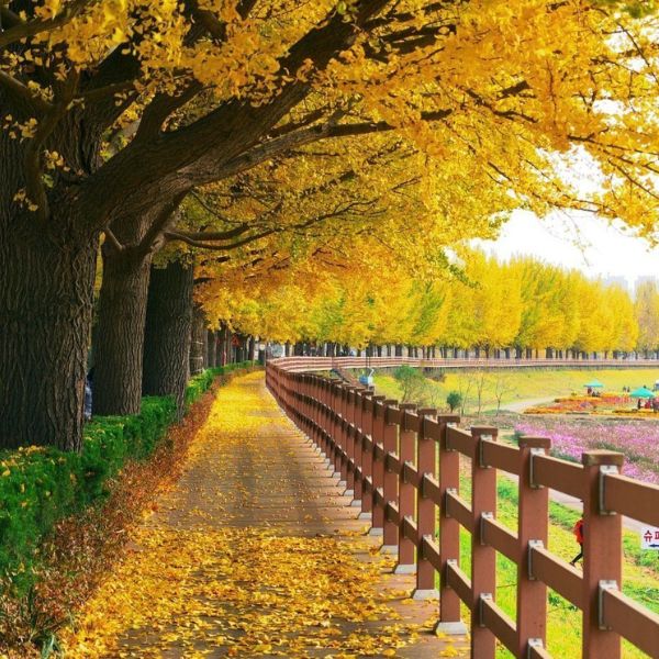 Yellow Asan Gingko Tree Road Korea