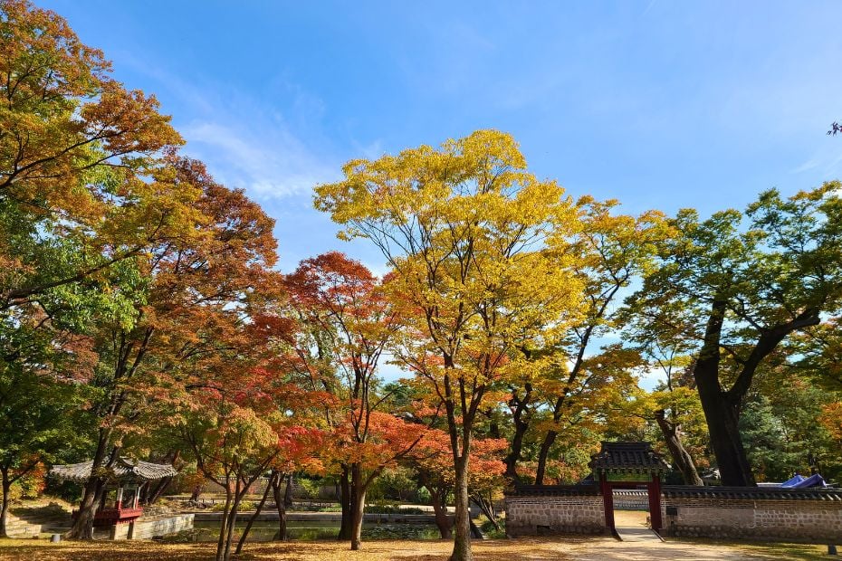 Blue skies and foliage during October