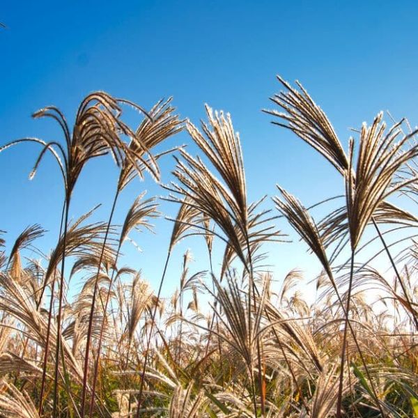 Haneul Sky Park Seoul Silver Reeds