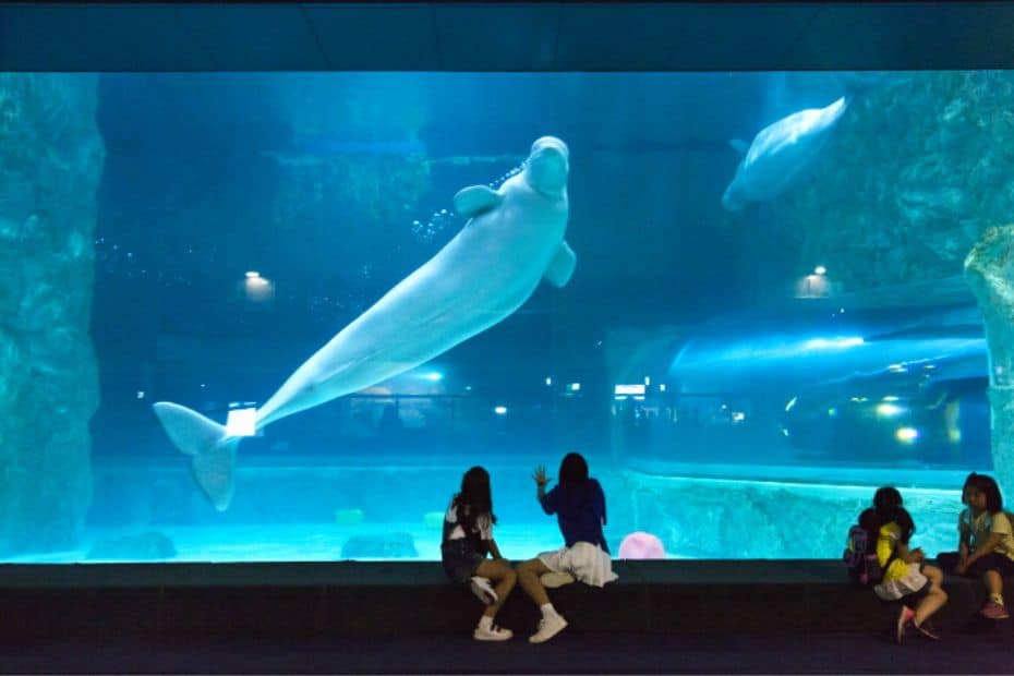 Klook Pass Seoul Lotte World Aquarium