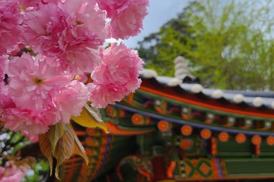 Korean cherry blossoms and temple